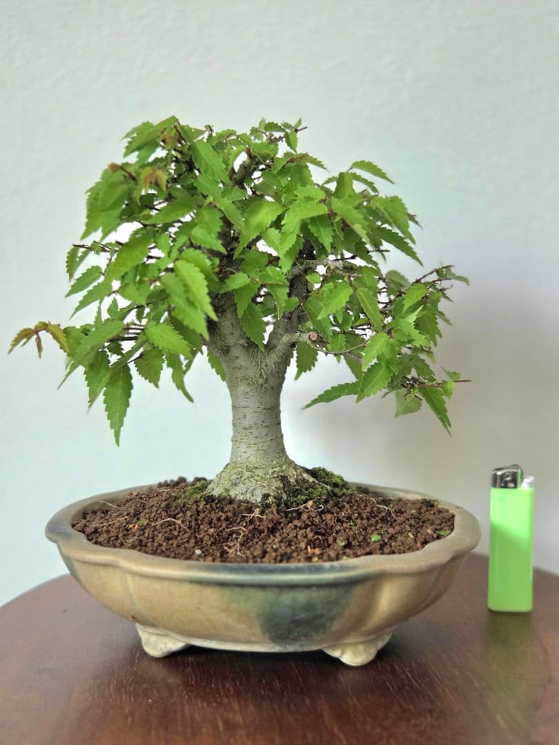 盆栽　欅　盆栽鉢　欅盆栽　2本セット