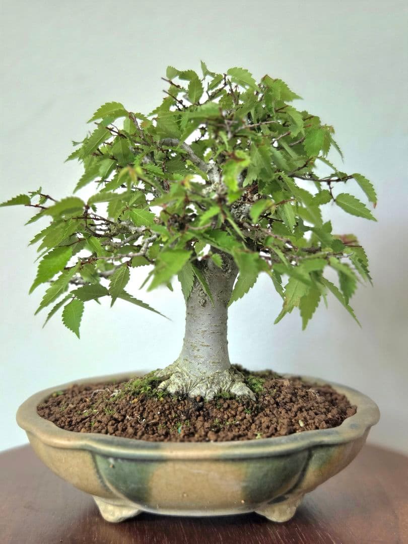 盆栽　欅　盆栽鉢　欅盆栽　2本セット