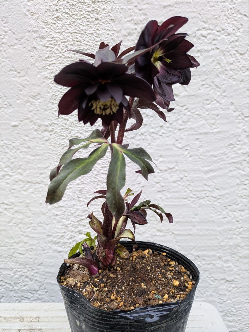 クリスマスローズ　ダブル　ブラック〈広瀬園芸〉