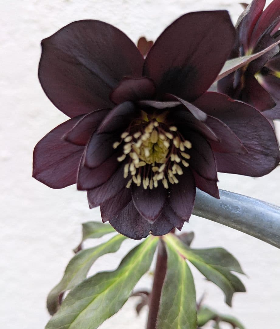 クリスマスローズ　ダブル　ブラック〈広瀬園芸〉