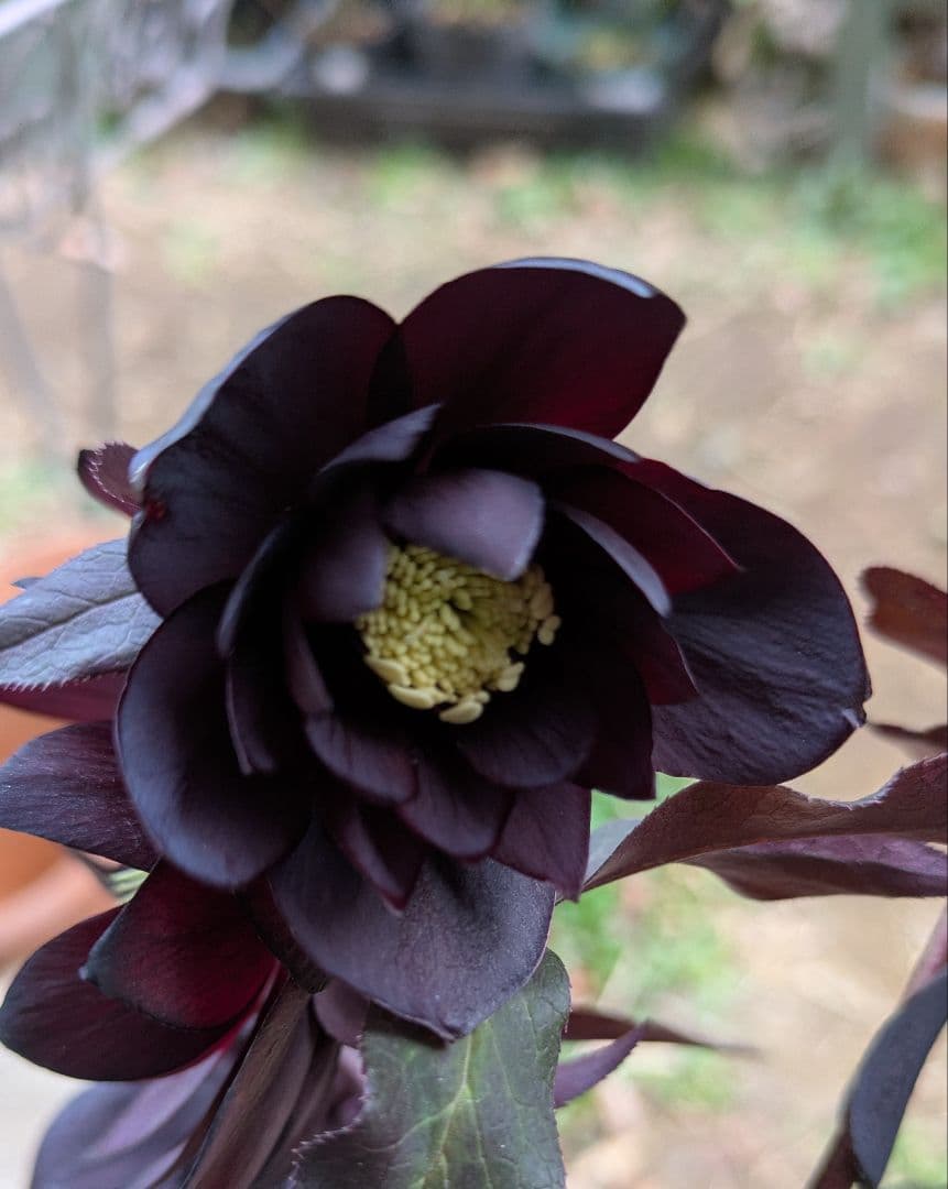 クリスマスローズ　ダブル　ブラック〈広瀬園芸〉