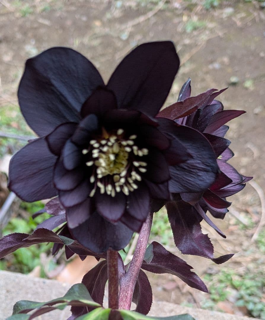 クリスマスローズ　ダブル　ブラック〈広瀬園芸〉