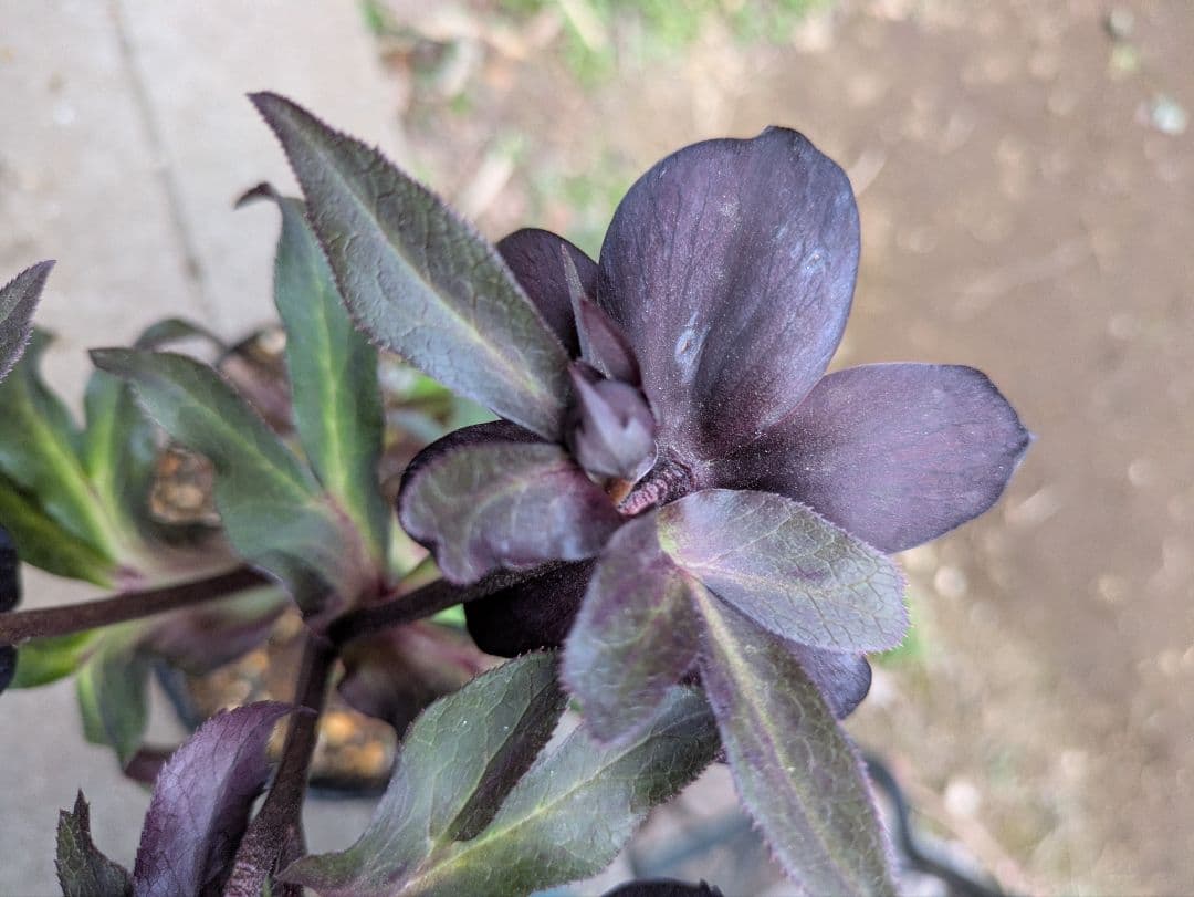 クリスマスローズ　ダブル　ブラック〈広瀬園芸〉