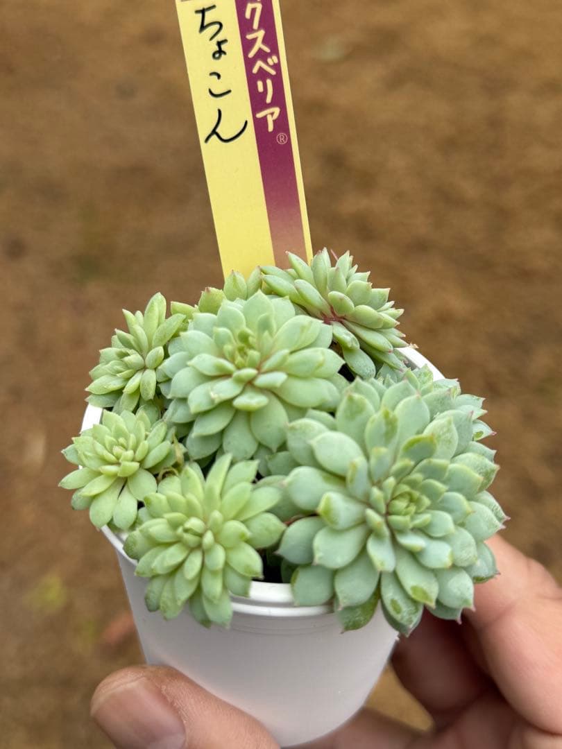 ミックスベリア おらいさん苗 ちょこん - メルカリ