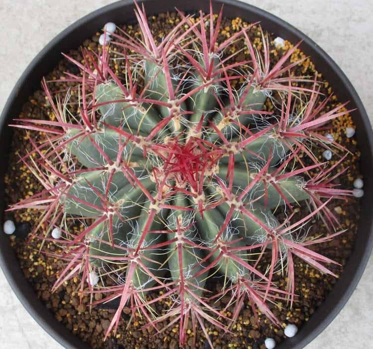 【現品】サボテン・フェロカクタス 赤鳳　10号　ま５番