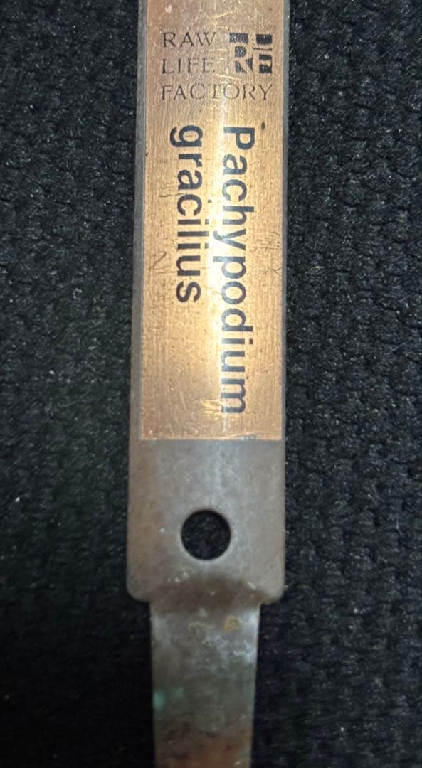 RAW LIfE FACTORY 鬼嫁 初期作 鶴仙園 RLF 鉢 アガベ