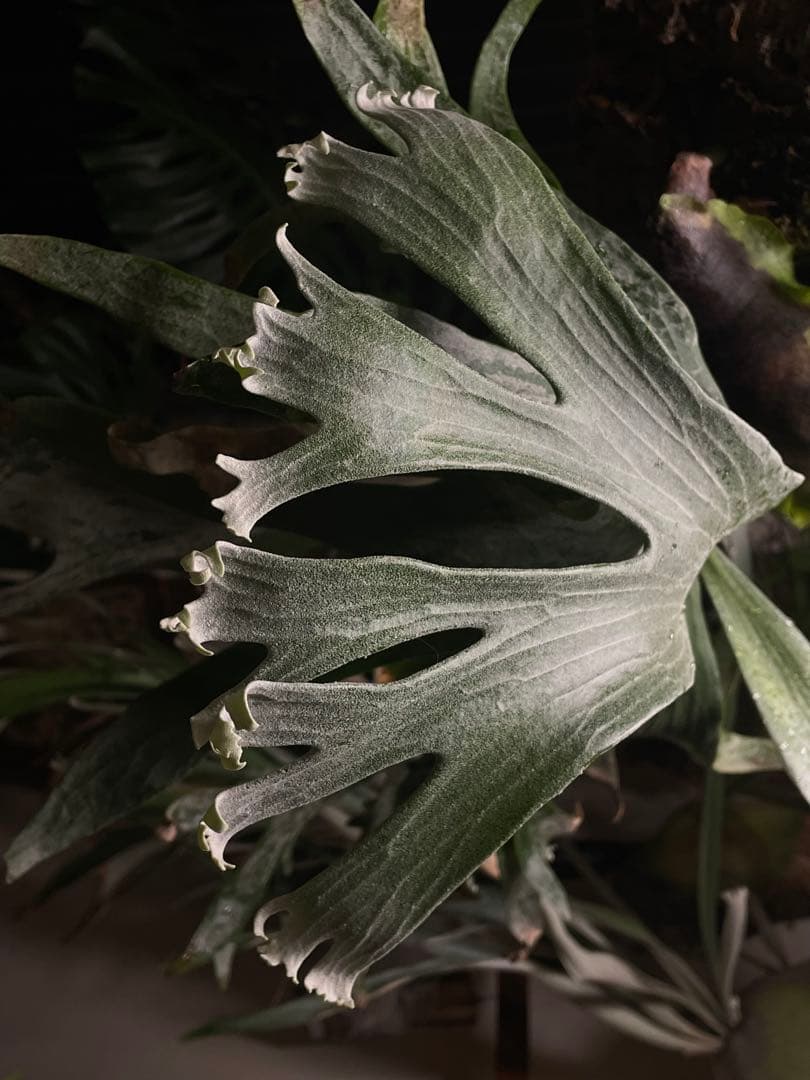 ビカクシダ P.ginka 子株 - メルカリ