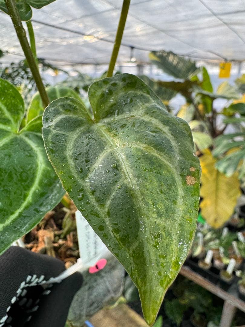 1 斑入り　アンスリウム　ミシェル　x クリスタルシルバー　綺麗交配株