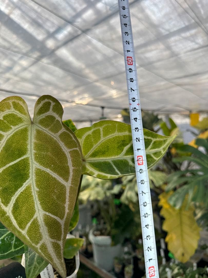 1 斑入り　アンスリウム　ミシェル　x クリスタルシルバー　綺麗交配株