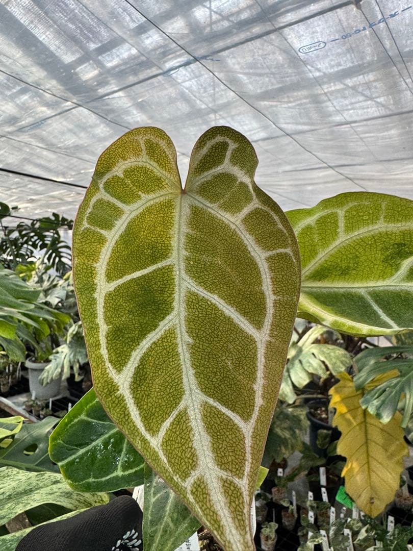 1 斑入り　アンスリウム　ミシェル　x クリスタルシルバー　綺麗交配株