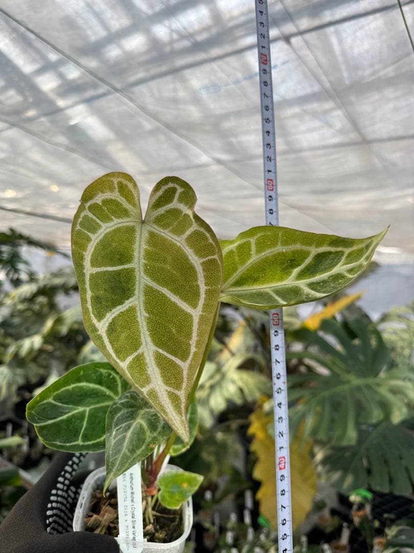 1 斑入り　アンスリウム　ミシェル　x クリスタルシルバー　綺麗交配株