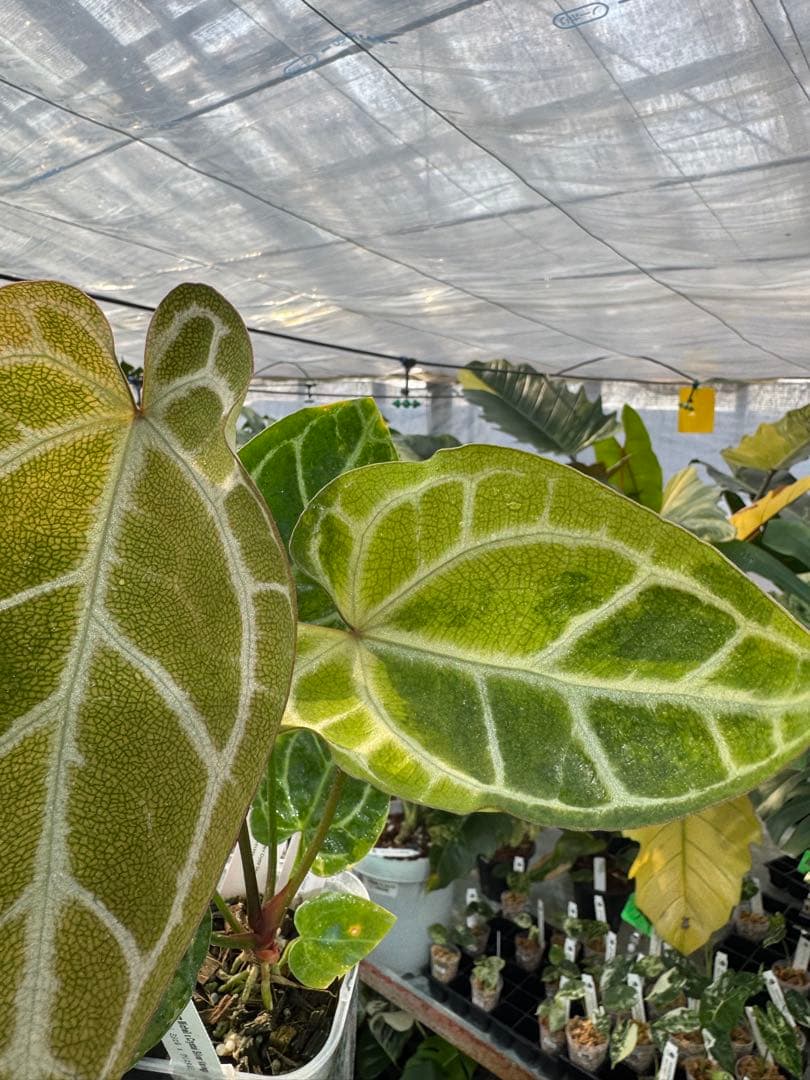 1 斑入り　アンスリウム　ミシェル　x クリスタルシルバー　綺麗交配株