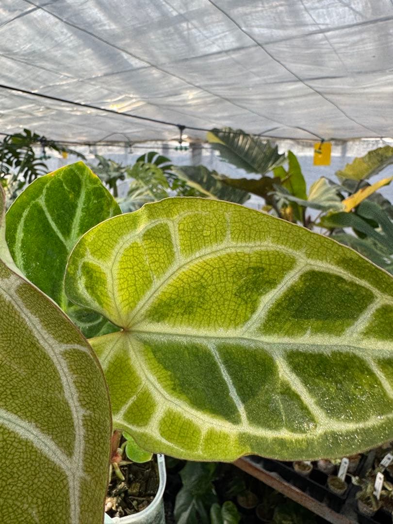 1 斑入り　アンスリウム　ミシェル　x クリスタルシルバー　綺麗交配株