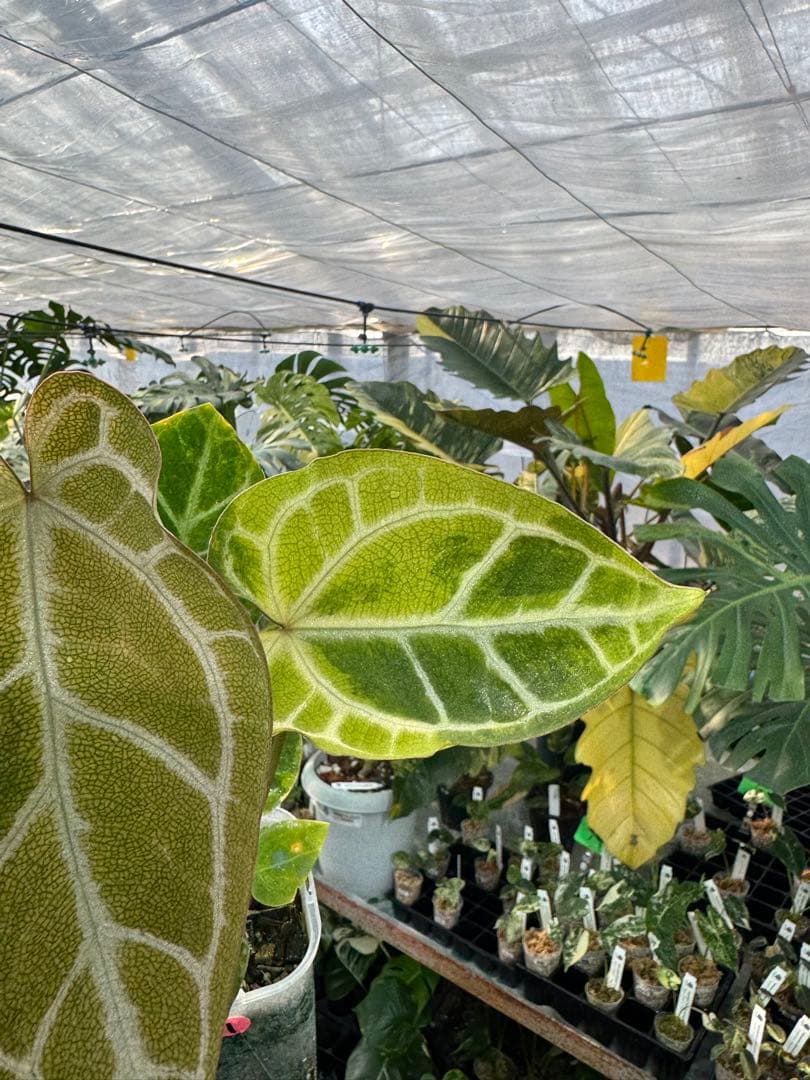 1 斑入り　アンスリウム　ミシェル　x クリスタルシルバー　綺麗交配株