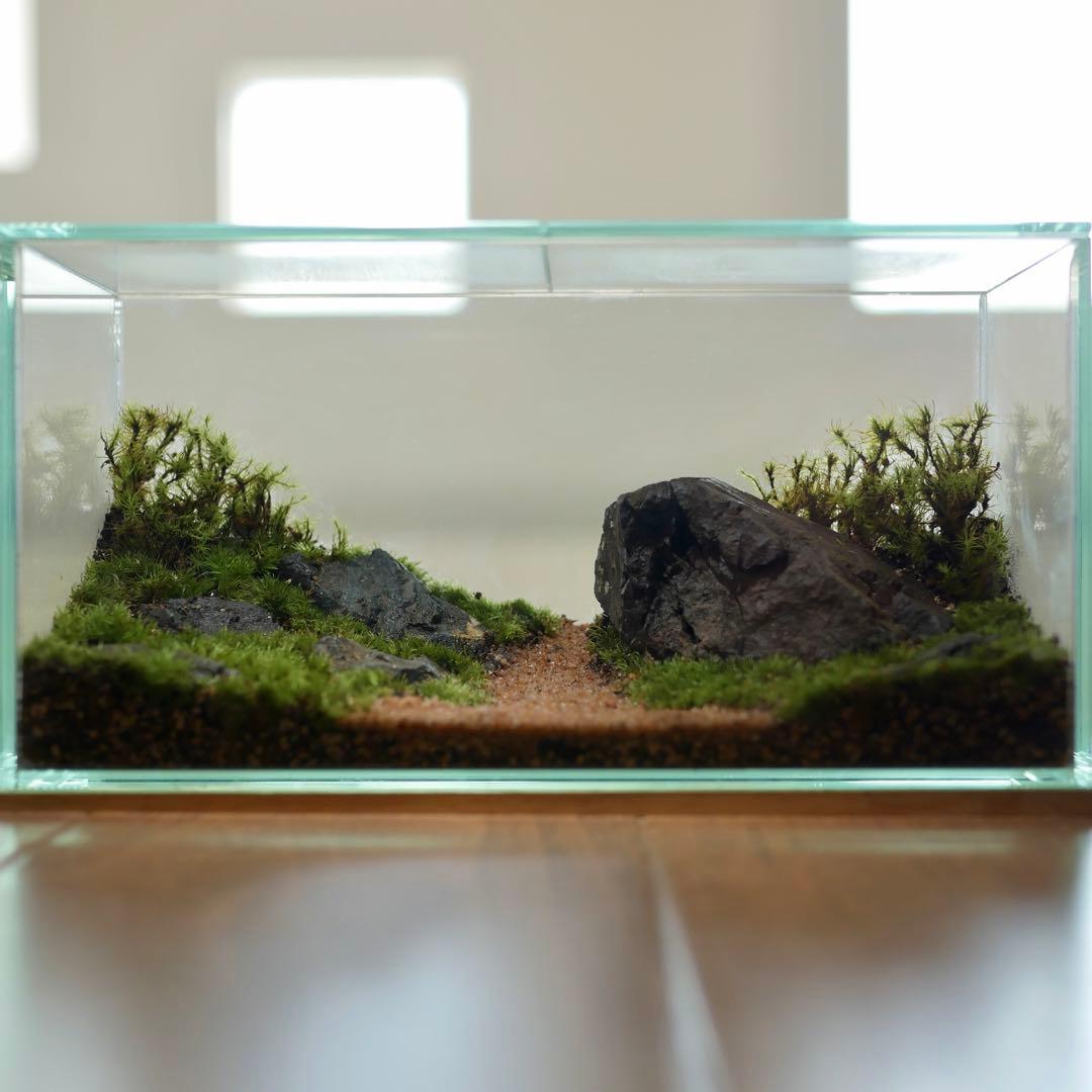 苔テラリウム/インテリア/一点物/苔リウム/完成品/卓上