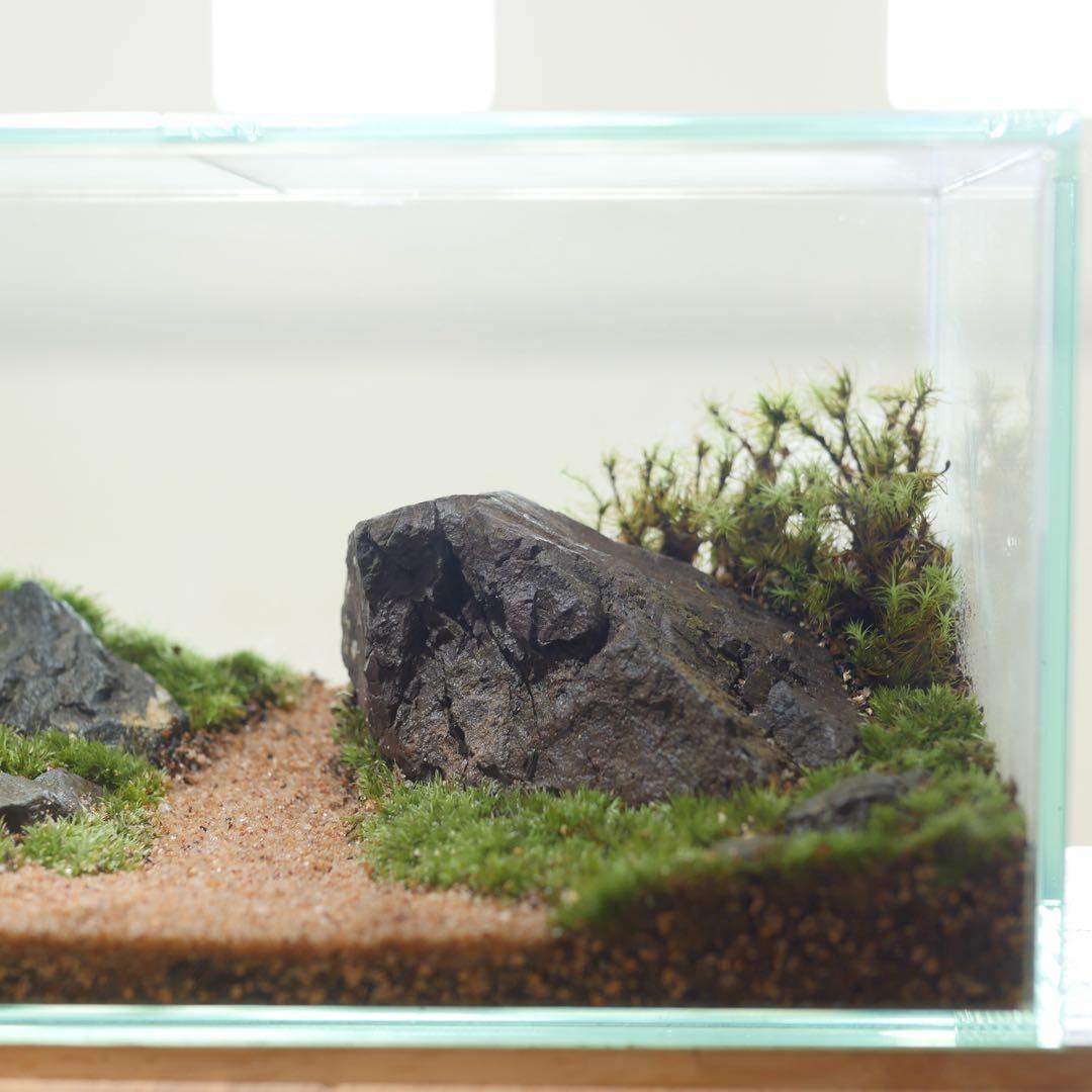 苔テラリウム/インテリア/一点物/苔リウム/完成品/卓上