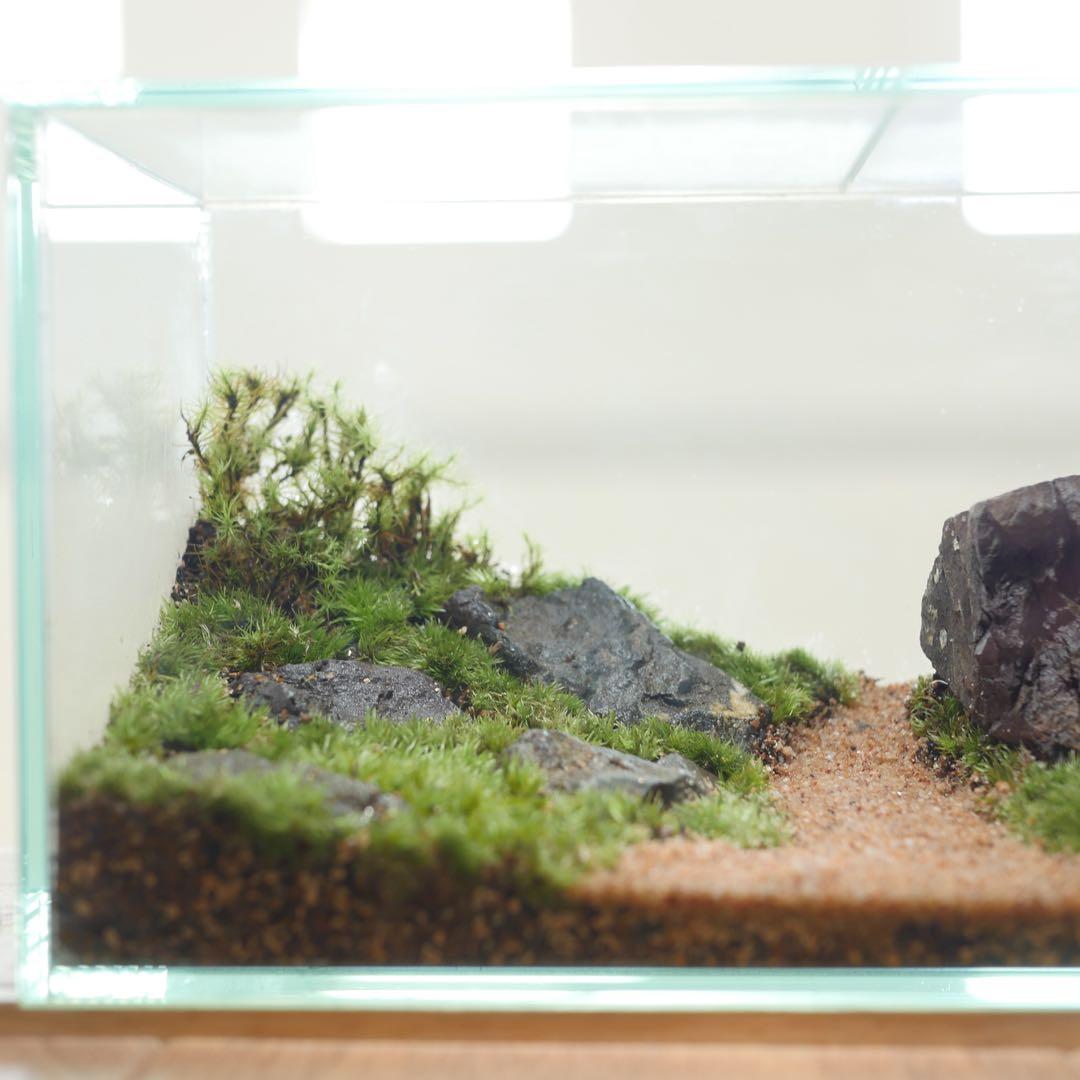 苔テラリウム/インテリア/一点物/苔リウム/完成品/卓上