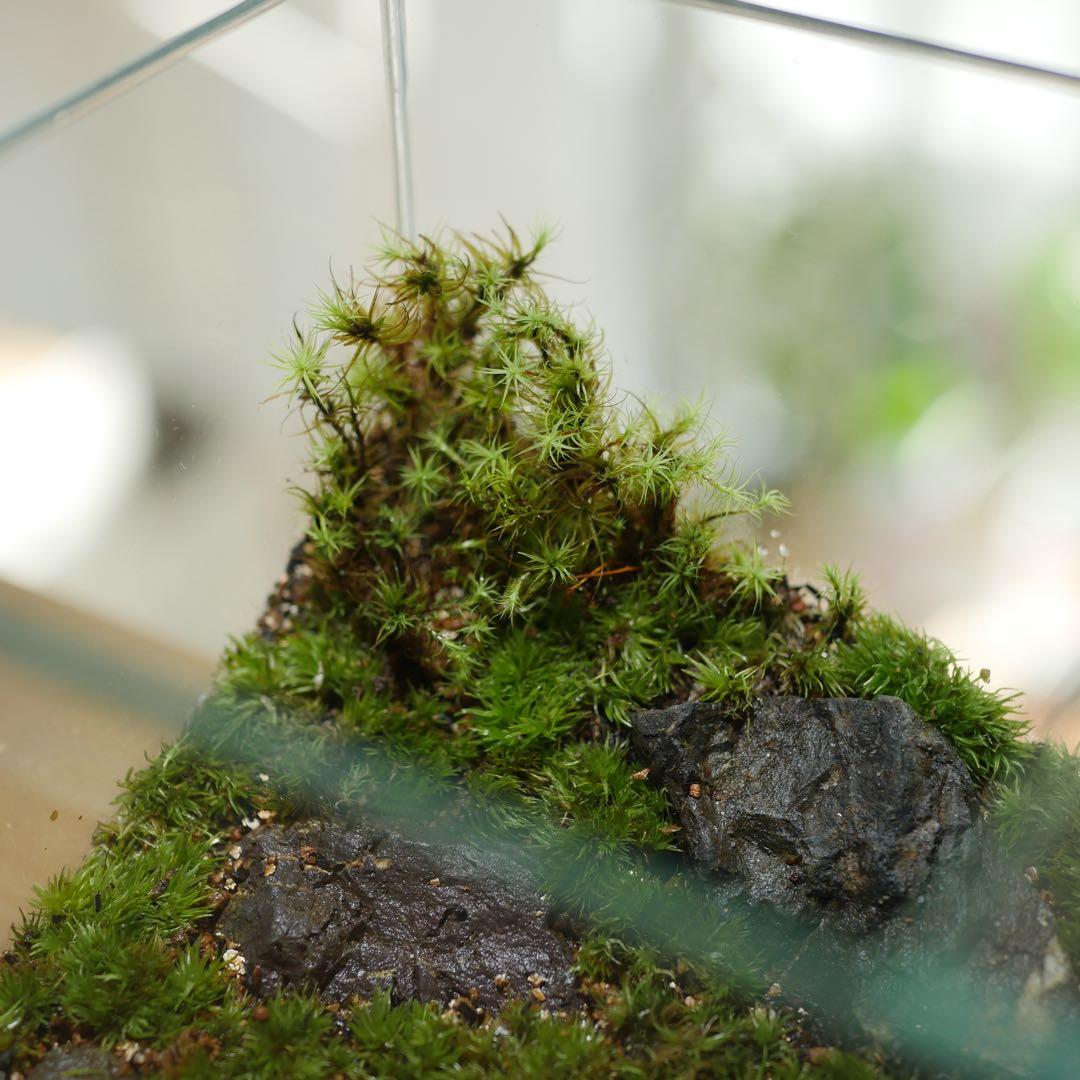 苔テラリウム/インテリア/一点物/苔リウム/完成品/卓上
