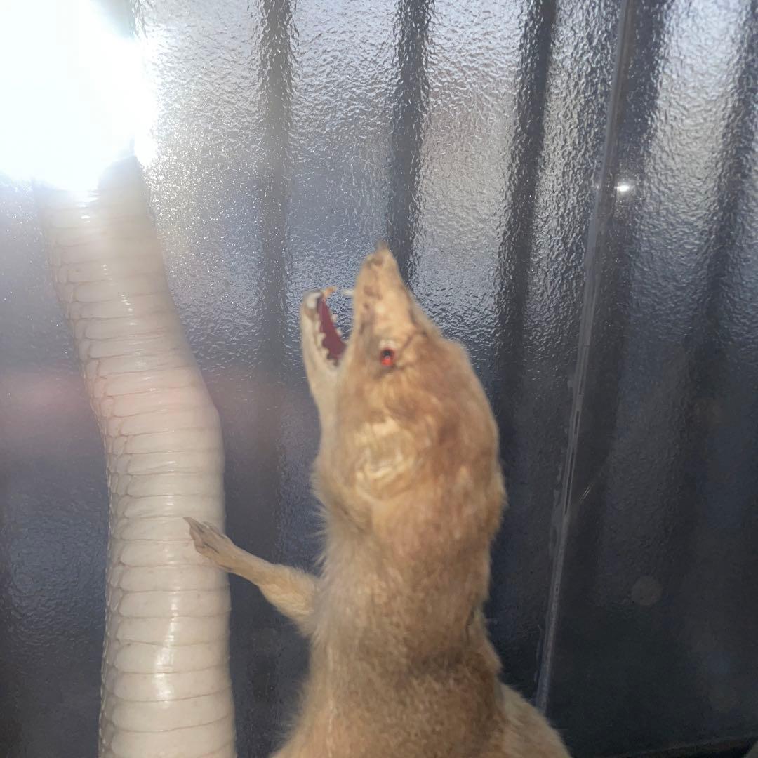 コブラ対マングース　剥製