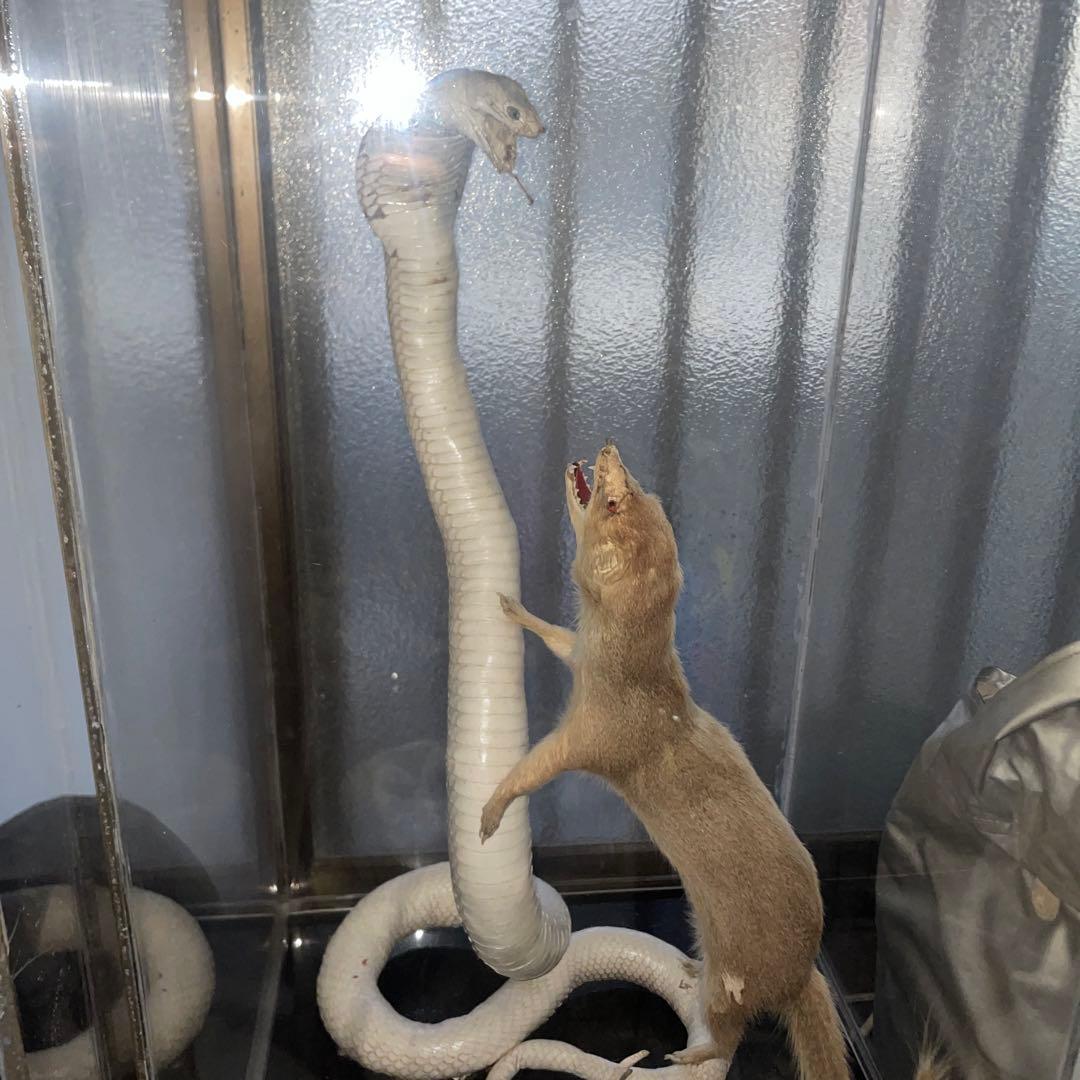 コブラ対マングース　剥製