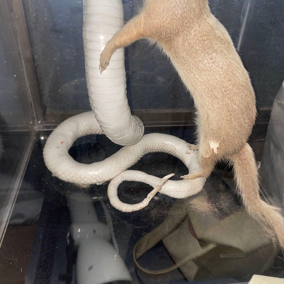 コブラ対マングース　剥製