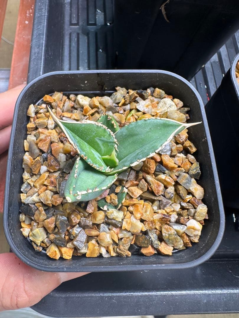 CJ Special NS.3 子株　　（検索　オテロイ　チタノタ　）