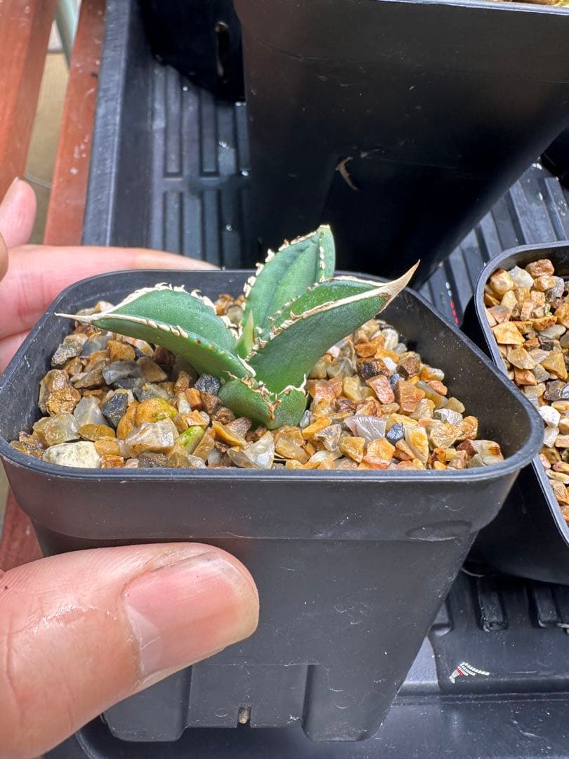 CJ Special NS.3 子株　　（検索　オテロイ　チタノタ　）