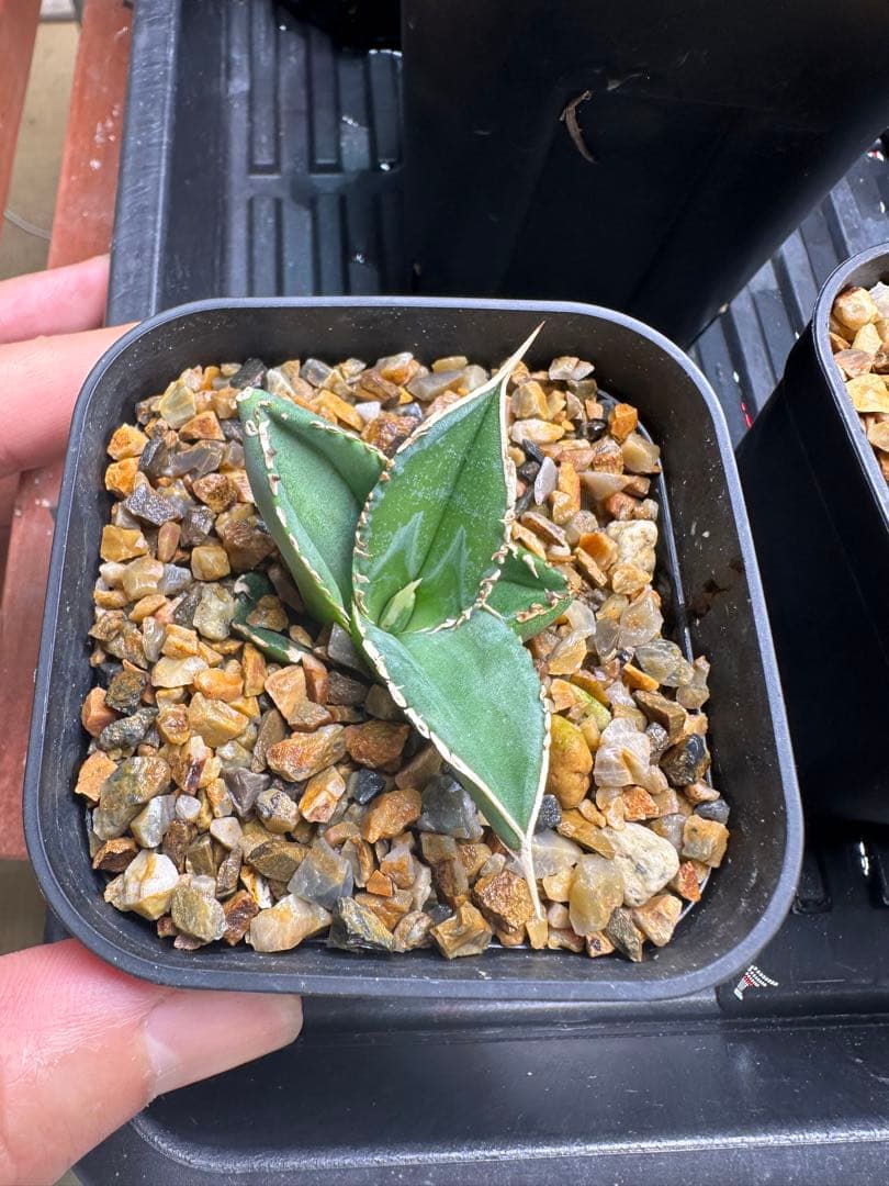 CJ Special NS.3 子株　　（検索　オテロイ　チタノタ　）