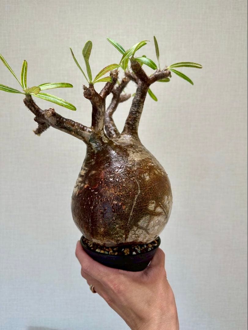 R　パキポディウム グラキリス 大株 16cm 丸株 茶肌 白肌