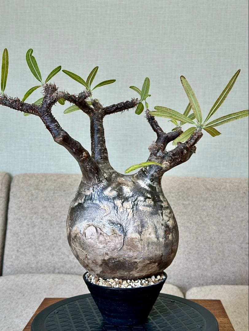 R　パキポディウム グラキリス 大株 16cm 丸株 茶肌 白肌