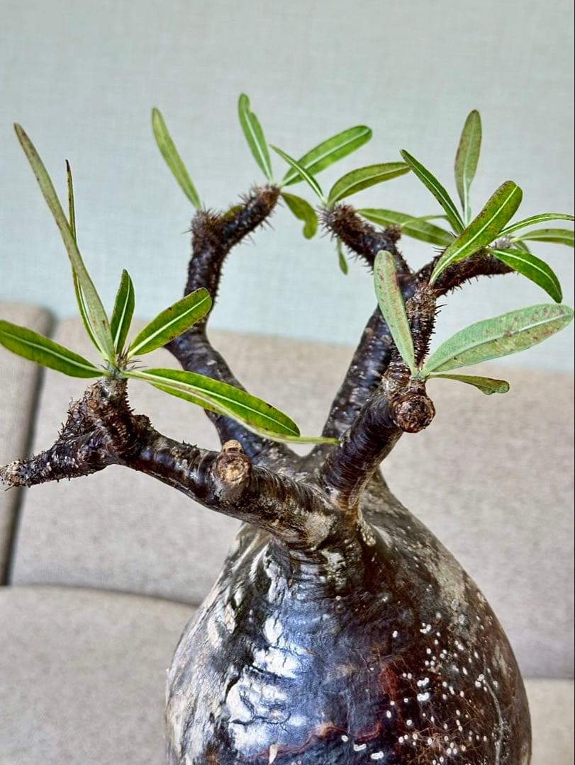 R　パキポディウム グラキリス 大株 16cm 丸株 茶肌 白肌