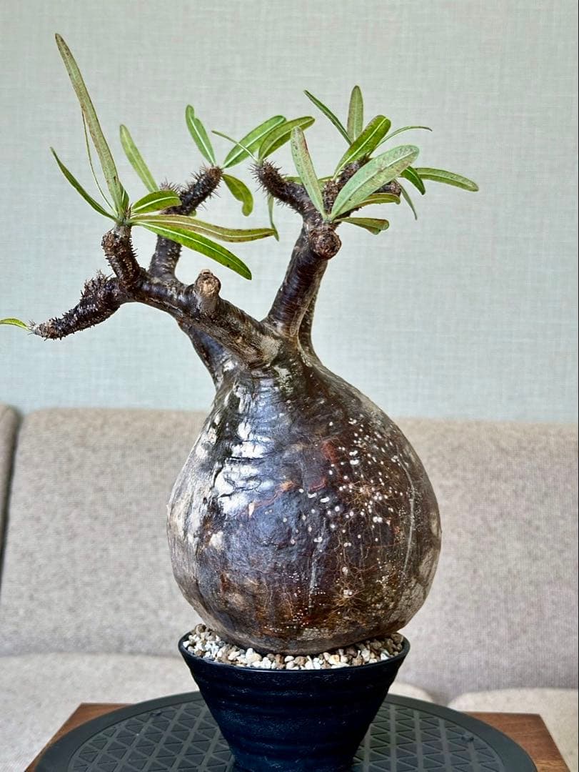 R　パキポディウム グラキリス 大株 16cm 丸株 茶肌 白肌