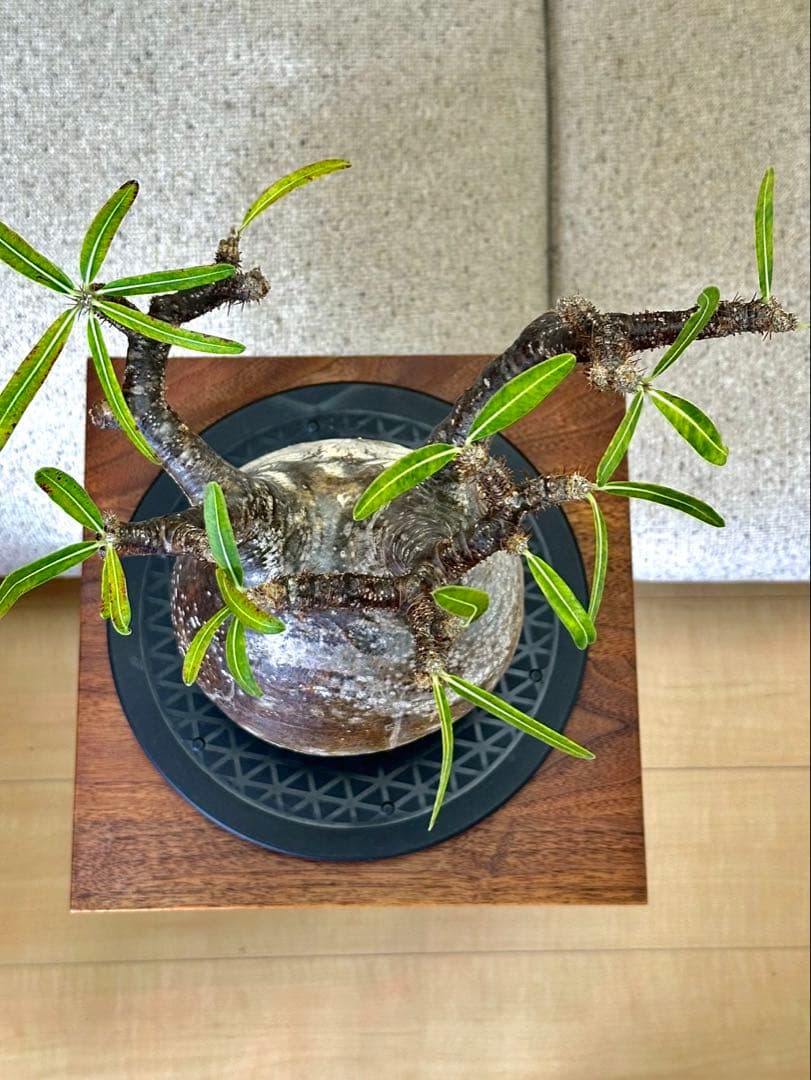 R　パキポディウム グラキリス 大株 16cm 丸株 茶肌 白肌