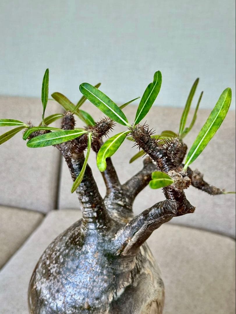 R　パキポディウム グラキリス 大株 16cm 丸株 茶肌 白肌