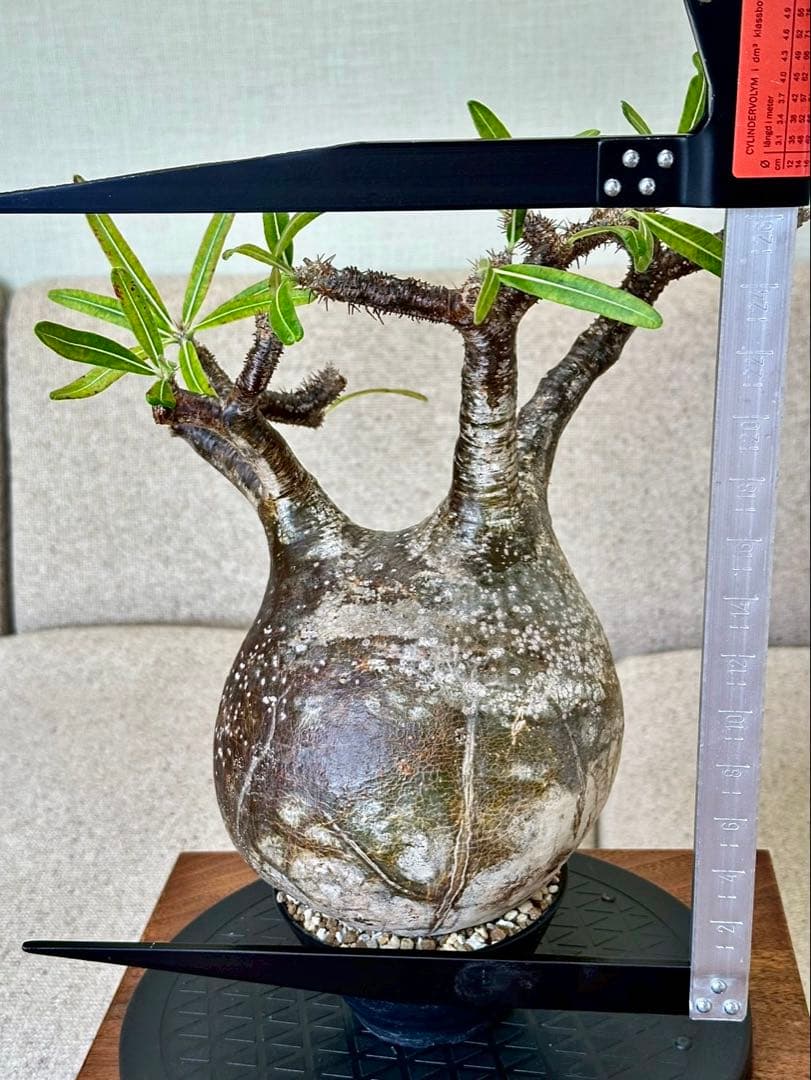 R　パキポディウム グラキリス 大株 16cm 丸株 茶肌 白肌