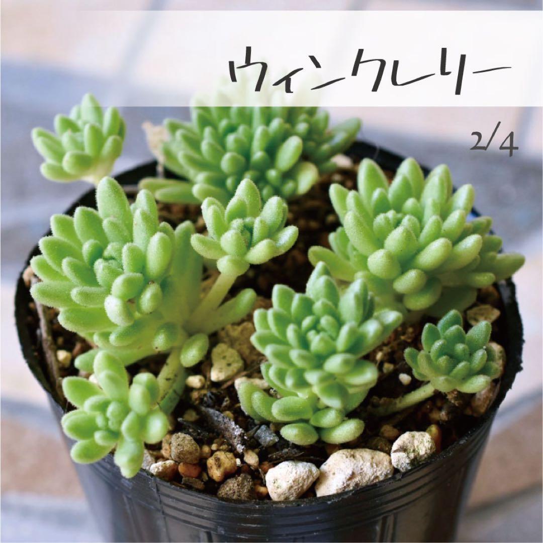 多肉植物【ウィンクレリー】セダム ポットごと or 抜き苗 6㎝ポット
