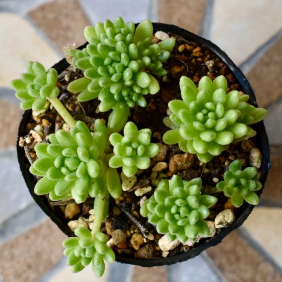 多肉植物【ウィンクレリー】セダム ポットごと or 抜き苗 6㎝ポット