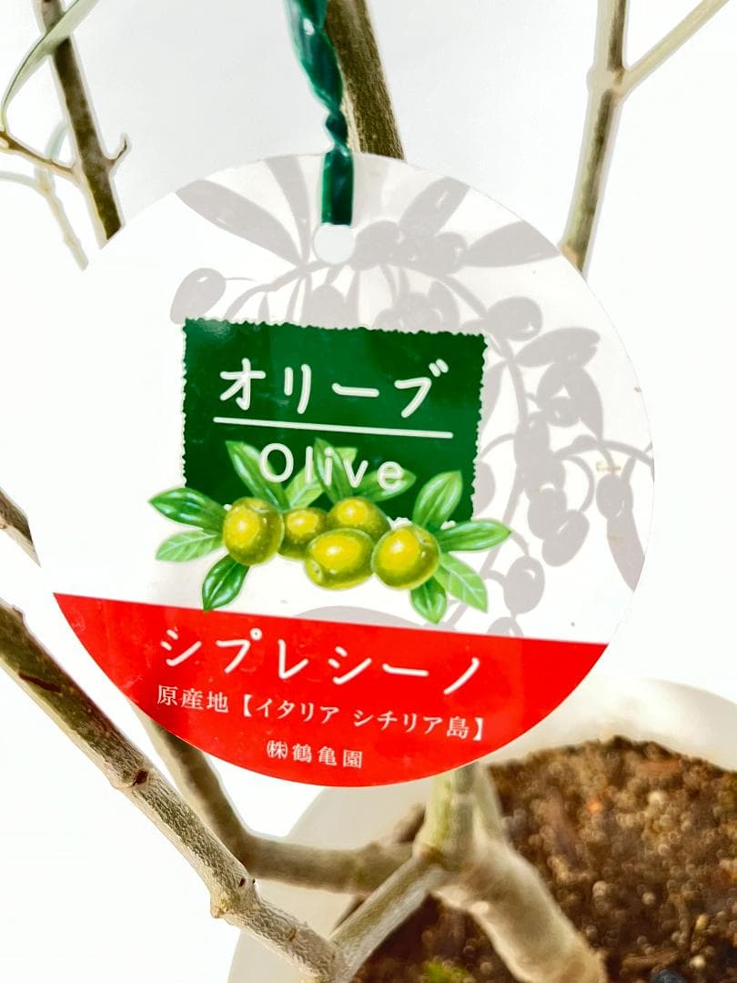 オリーブの木　シプレシーノ　約190cm　NO.1901　大型　現品掲載　古木