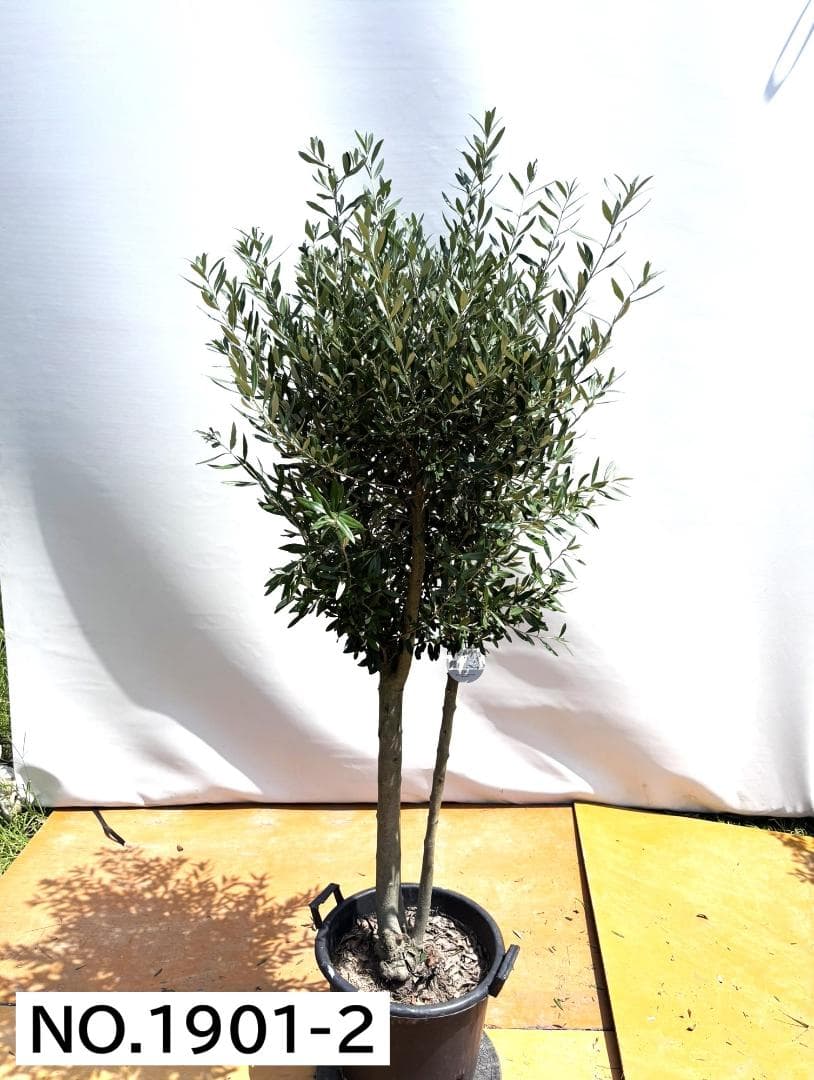 オリーブの木　シプレシーノ　約190cm　NO.1901　大型　現品掲載　古木