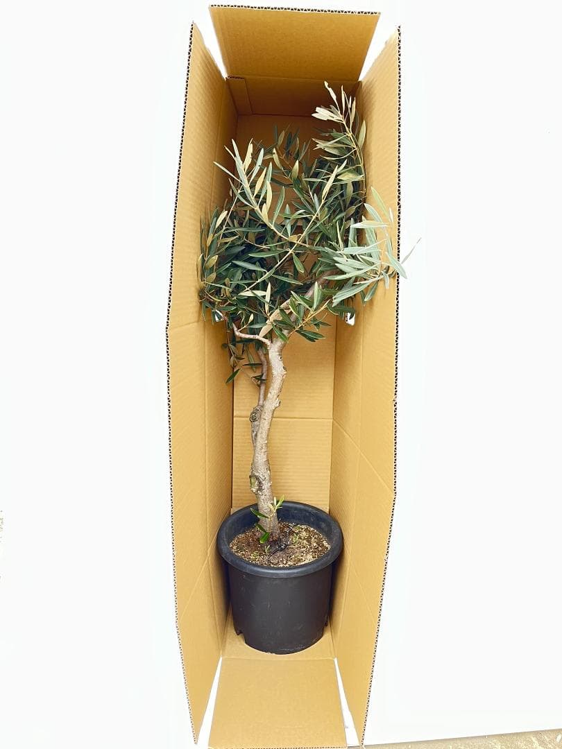 オリーブの木　シプレシーノ　約190cm　NO.1901　大型　現品掲載　古木