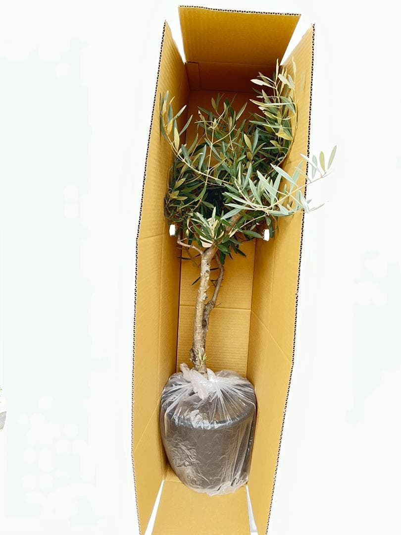 オリーブの木　シプレシーノ　約190cm　NO.1901　大型　現品掲載　古木