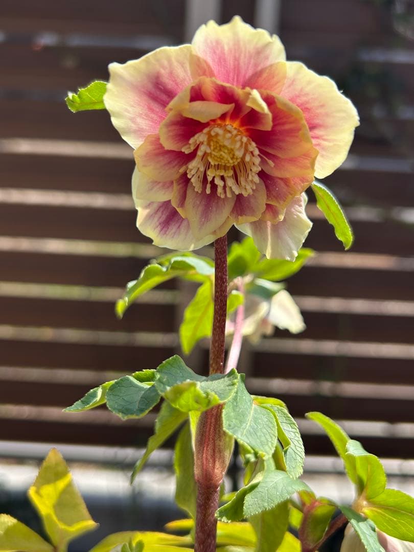 クリスマスローズ オーレア苗 - メルカリ