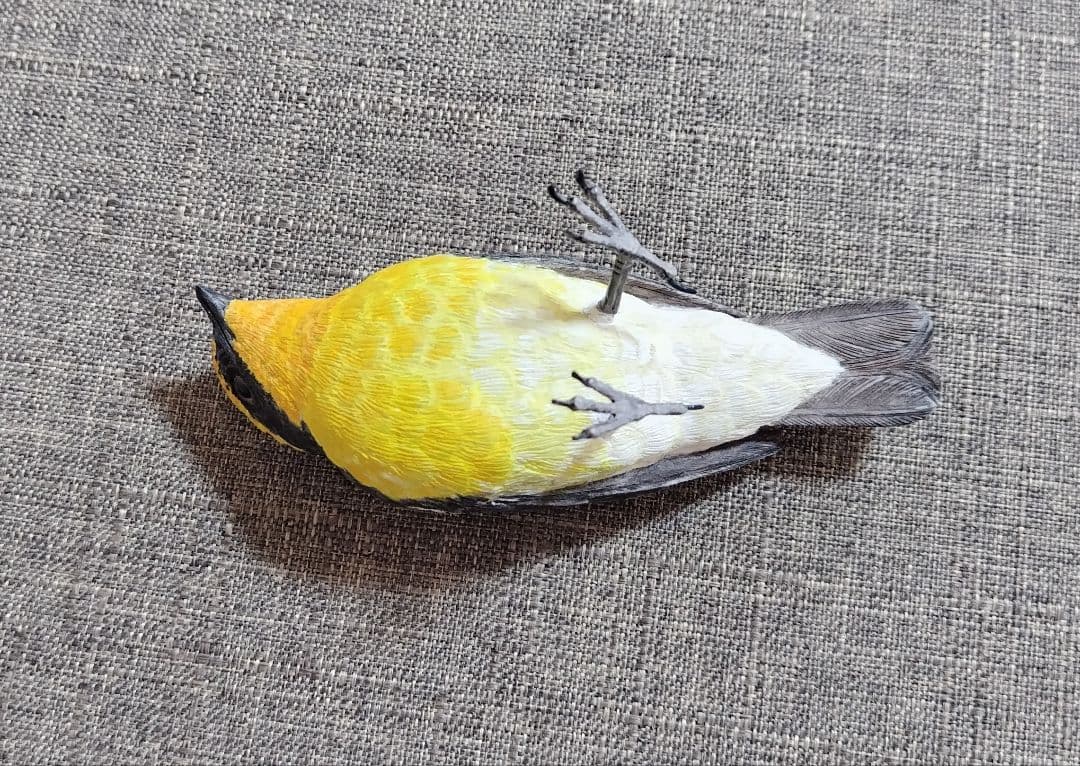 バードカービング　\"キビタキ”