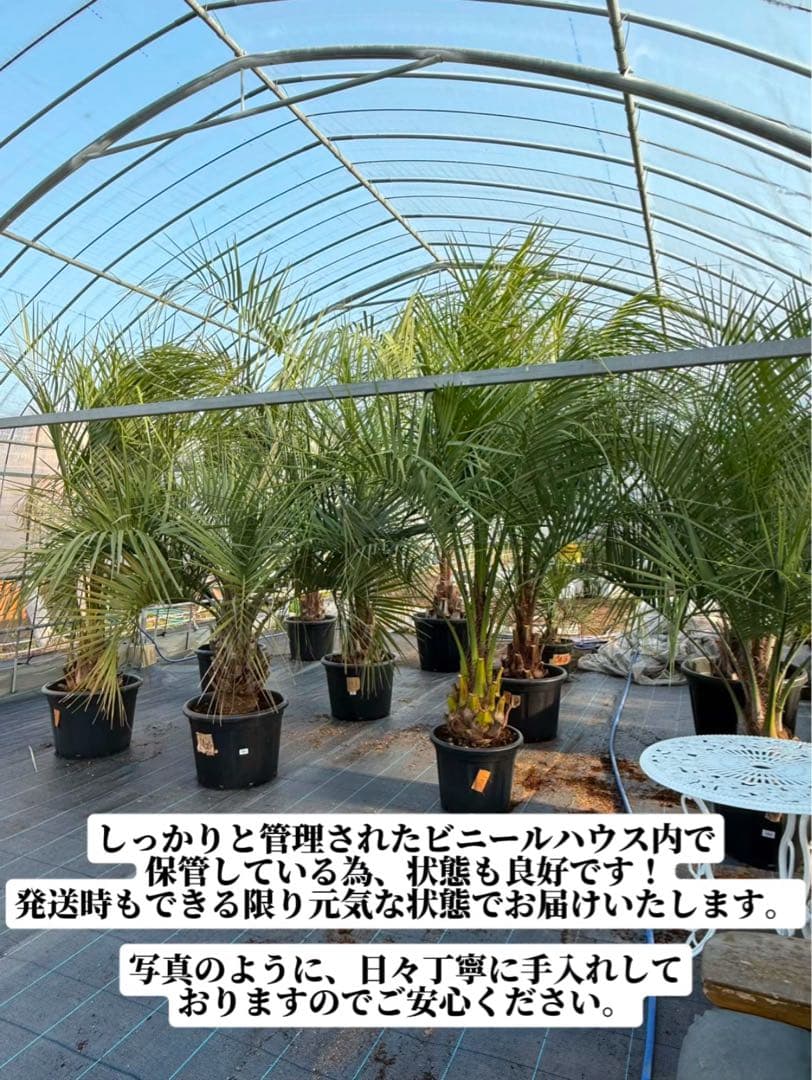 ぺ*ー様 ココスヤシ【極太】シルバーリーフ葉先180cm 幹回120cm 幹高