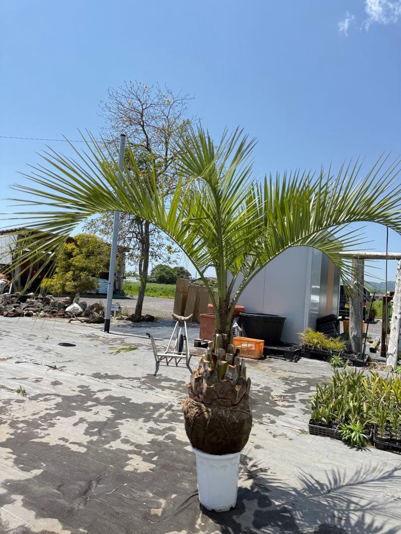 ぺ*ー様 ココスヤシ【極太】シルバーリーフ葉先180cm 幹回120cm 幹高