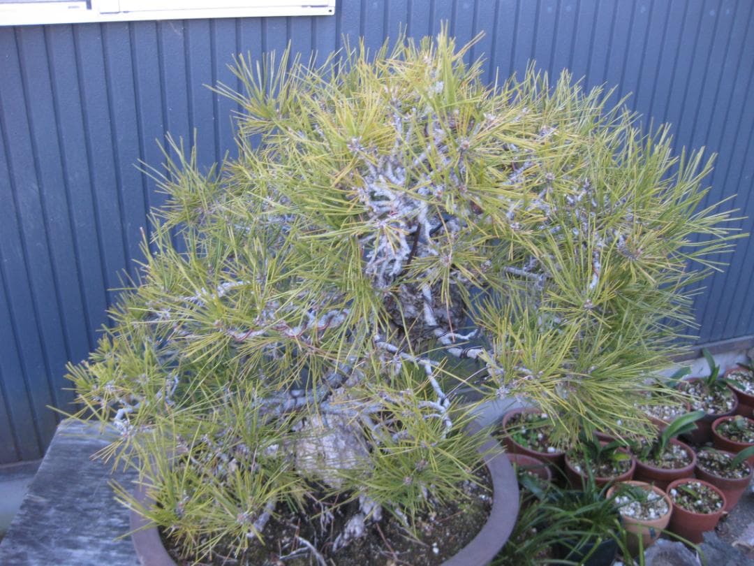 黒松盆栽　樹高６８ｃｍ　３５ｋｇ　佐川便着払い