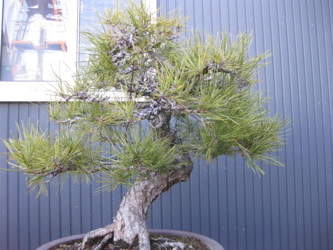 黒松盆栽　樹高６８ｃｍ　３５ｋｇ　佐川便着払い