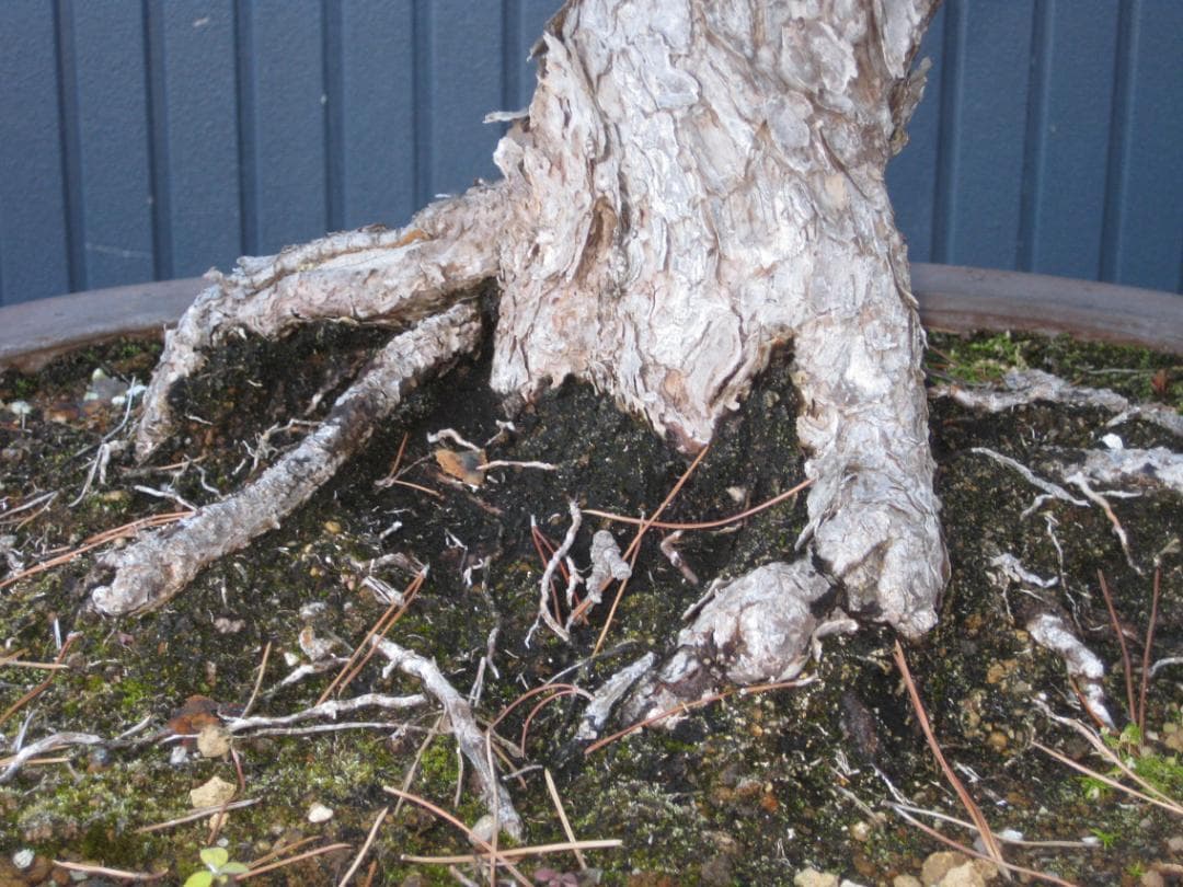 黒松盆栽　樹高６８ｃｍ　３５ｋｇ　佐川便着払い