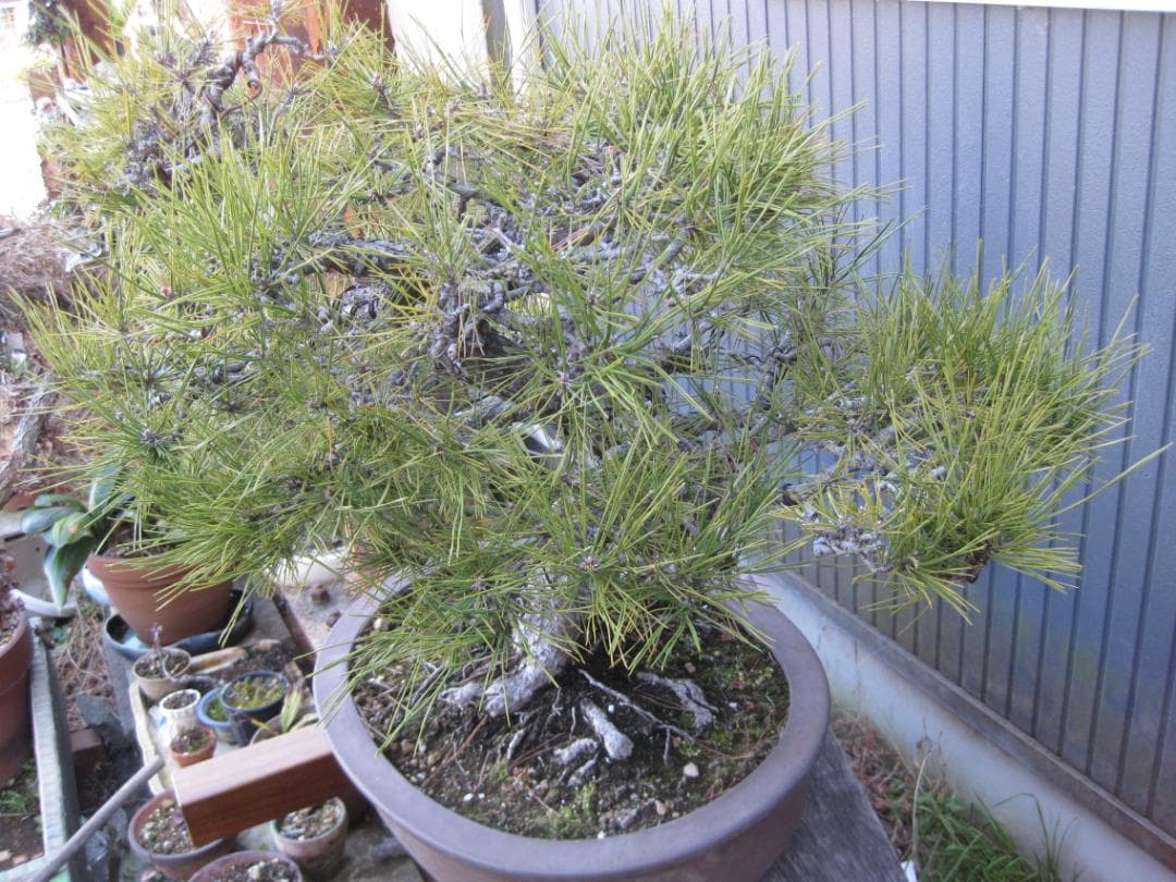 黒松盆栽　樹高６８ｃｍ　３５ｋｇ　佐川便着払い