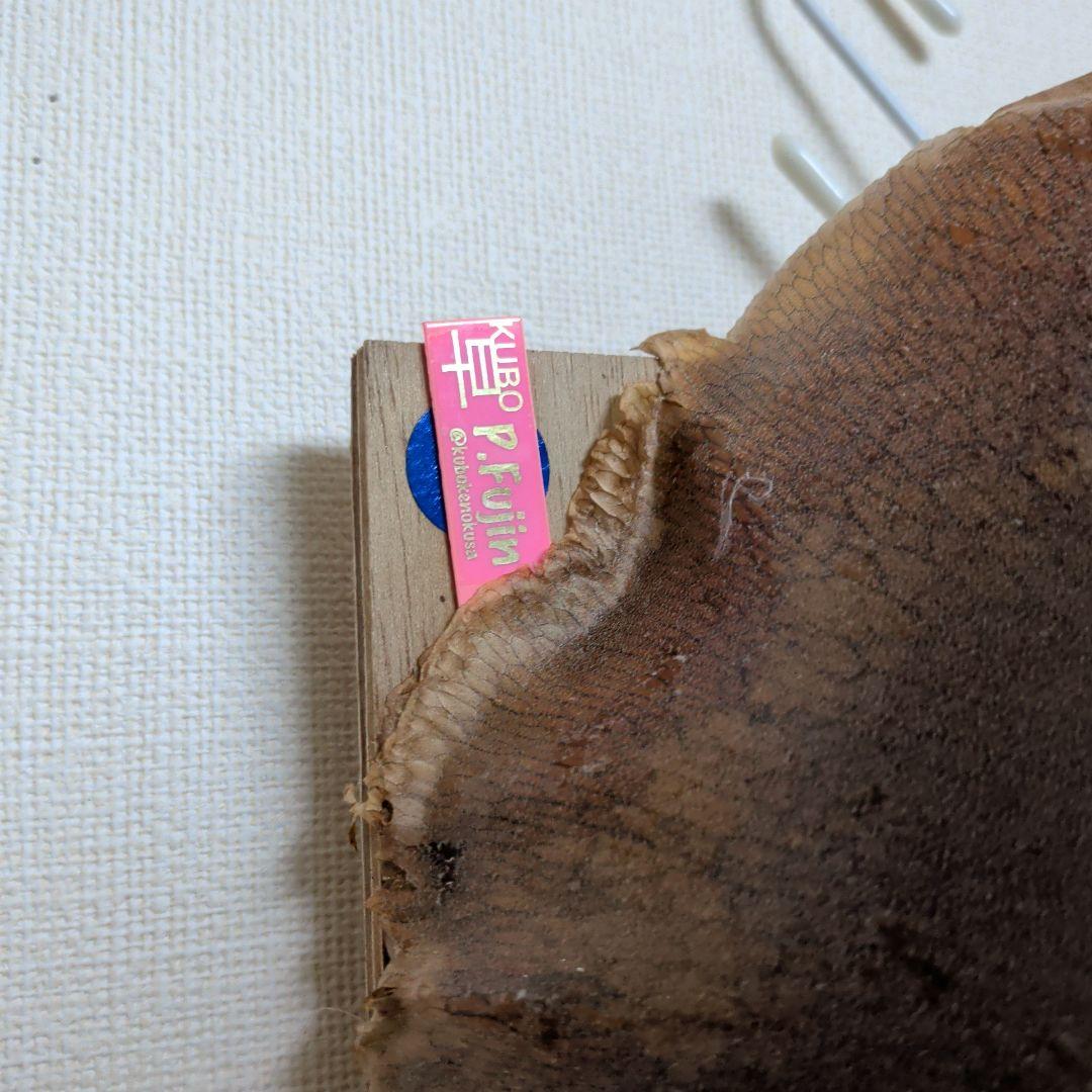 【2株半額・3株目無料】P. Fujin 風神 フージン ビカクシダ